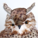 Spotted owl with ears