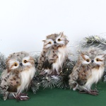 Little Spotted Owl