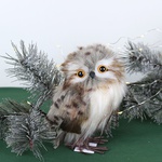 Little Spotted Owl