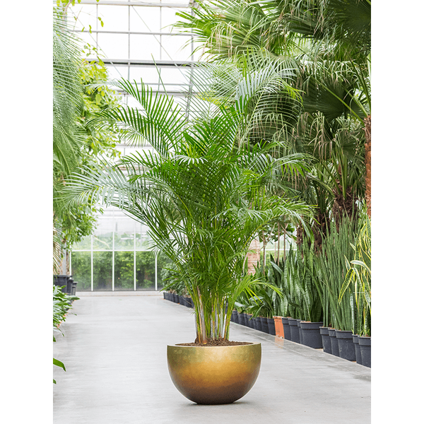 Кашпо Nieuwkoop Baq Metallic Bowl медовое матовое, M