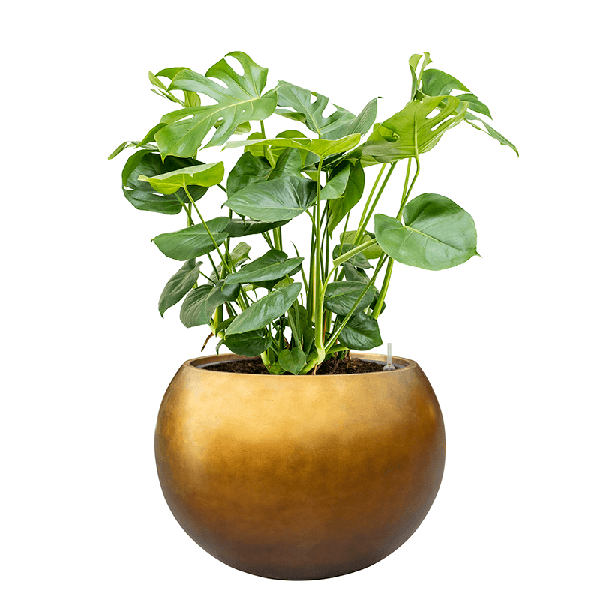 Кашпо Nieuwkoop Baq Metallic Globe медовое матовое, L