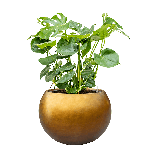 Кашпо Nieuwkoop Baq Metallic Globe медовое матовое, L