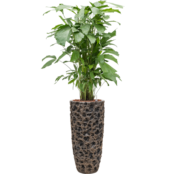 Planter Nieuwkoop Baq Luxe Lite Universe Moon Partner bronze, L