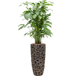 Planter Nieuwkoop Baq Luxe Lite Universe Moon Partner bronze, L