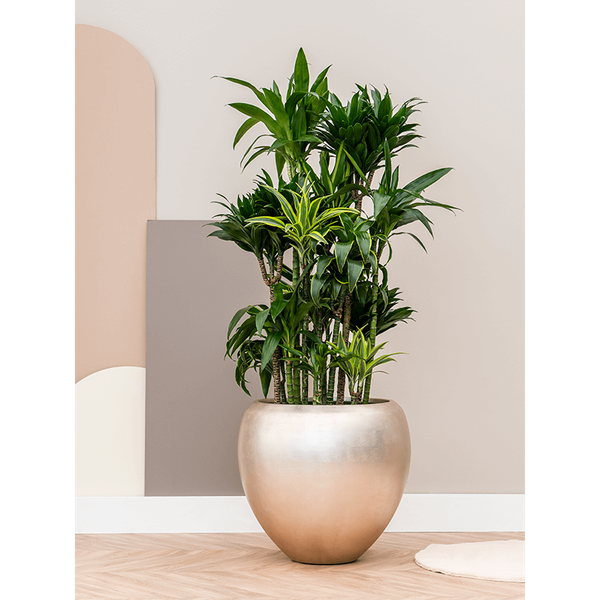 Planter Nieuwkoop Baq Metallic Couple matt light champagne, XL