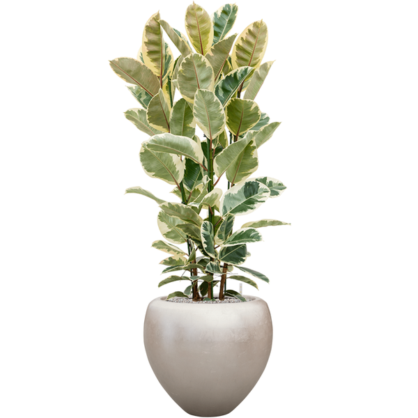 Planter Nieuwkoop Baq Metallic Couple matt light champagne, XL