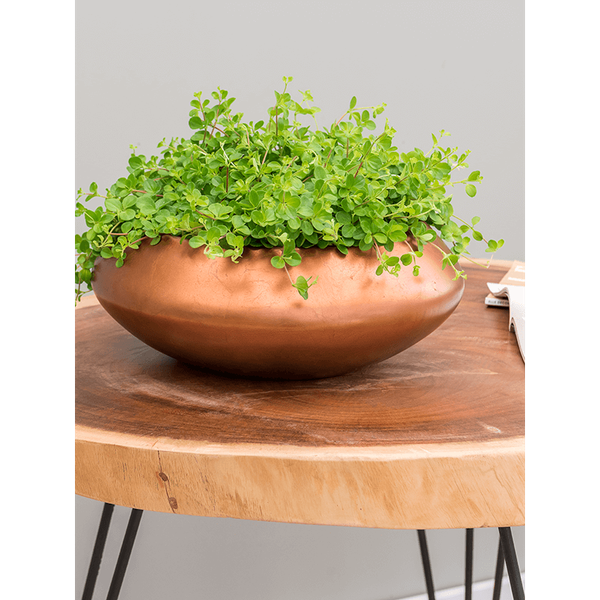 Кашпо Nieuwkoop Baq Metallic Bowl Ufo мідне матове, L