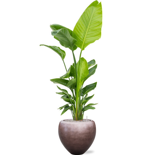 Planter Nieuwkoop Baq Metallic Couple matt coffee, XL