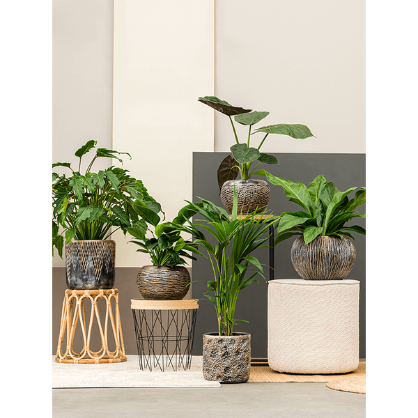 Кашпо Nieuwkoop Luxe Lite Universe Comet Bronze, Розмір S