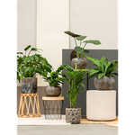 Кашпо Nieuwkoop Luxe Lite Universe Comet Bronze, Розмір S
