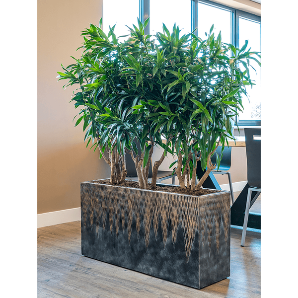 Горизонтальне Кашпо Nieuwkoop Luxe Lite Universe Comet Rectangle Bronze