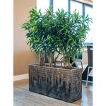 Горизонтальне Кашпо Nieuwkoop Luxe Lite Universe Comet Rectangle Bronze
