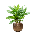 Кашпо Nieuwkoop Marly Pot Gold, Розмір XL