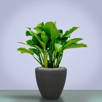 Кашпо Baq Polystone Plain Couple Smoke (с вкладышем), M