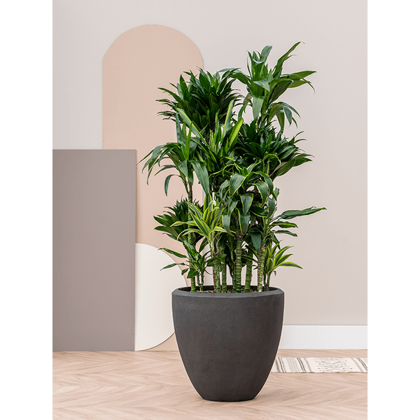 Planter Baq Polystone Plain Couple Smoke, XL
