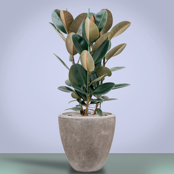 Кашпо Baq Polystone Plain Couple Grey (с вкладышем), M