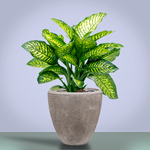 Кашпо Baq Polystone Plain Couple Grey (с вкладышем), L