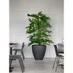 Planter Baq Polystone Rockwell Couple Smoke (with liner), M