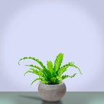 Кашпо Baq Polystone Plain Bowl Grey, Розмір S