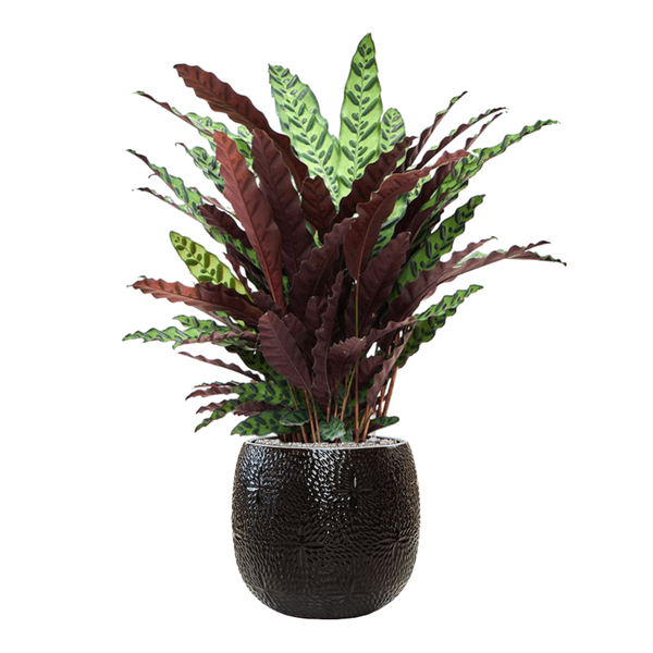 Кашпо Nieuwkoop Marly Pot Black, Розмір XL