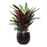 Кашпо Nieuwkoop Marly Pot Black, Розмір XL
