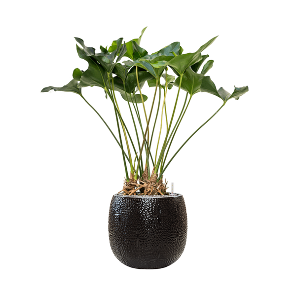 Кашпо Nieuwkoop Marly Pot Black, Розмір L