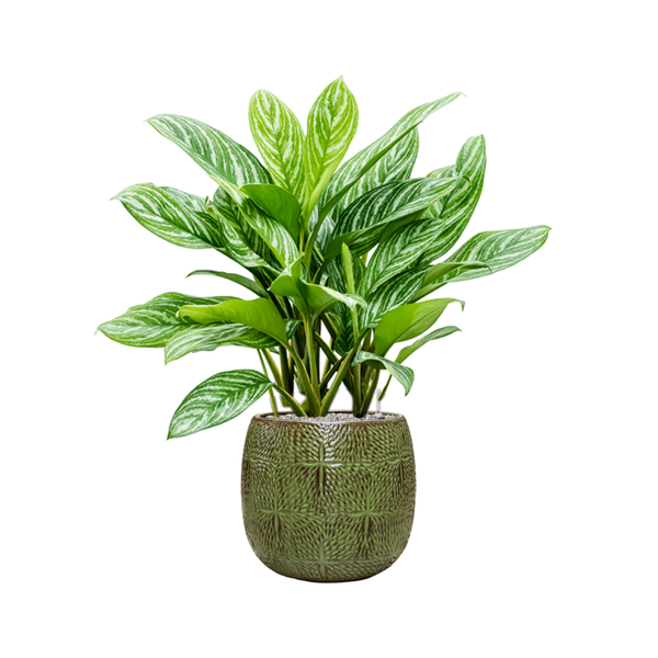 Кашпо Nieuwkoop Marly Pot Green, Размер XL