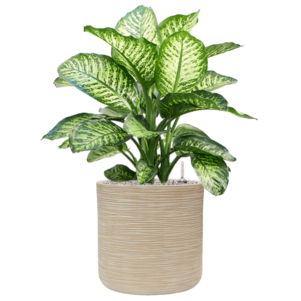 Planter Baq Dune Cylinder Beige, М