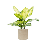 Planter Baq Dune Cylinder Beige, S