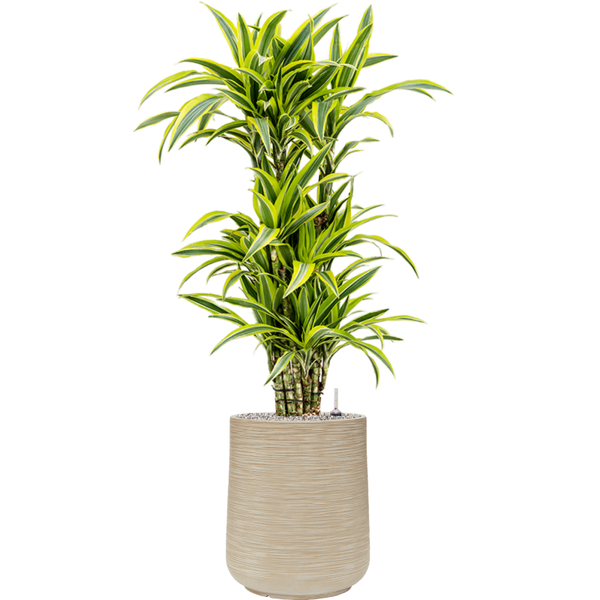 Planter Baq Dune  Darcy Beige, L
