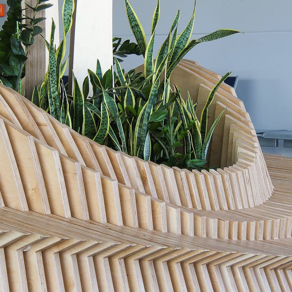Sansevieria Laurentii S