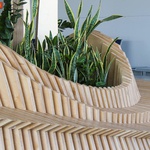 Sansevieria Laurentii S