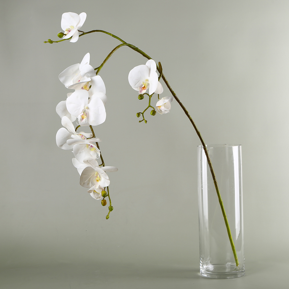 Premium Orchids in Bulk