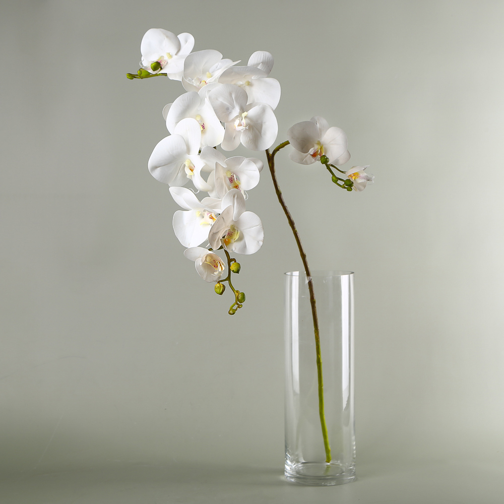Premium Orchids in Bulk