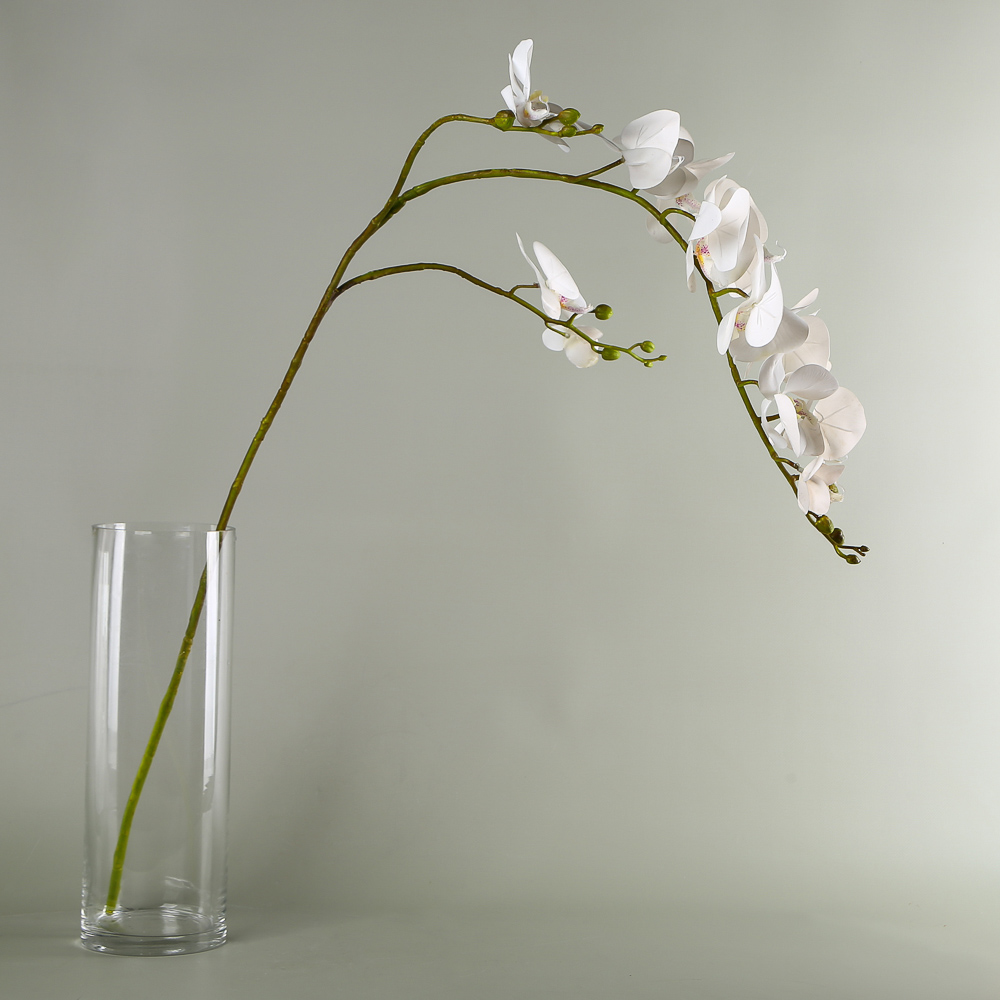 Premium Orchids in Bulk