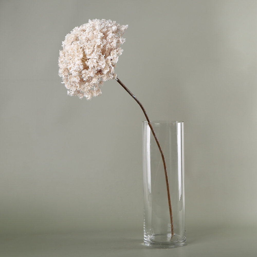 Premium Allium Stem Cream-White