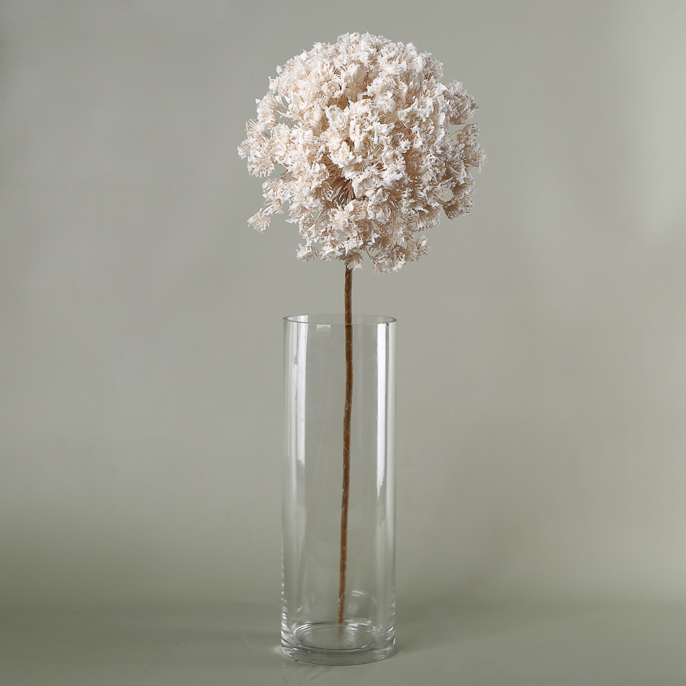 Premium Allium Stem Cream-White