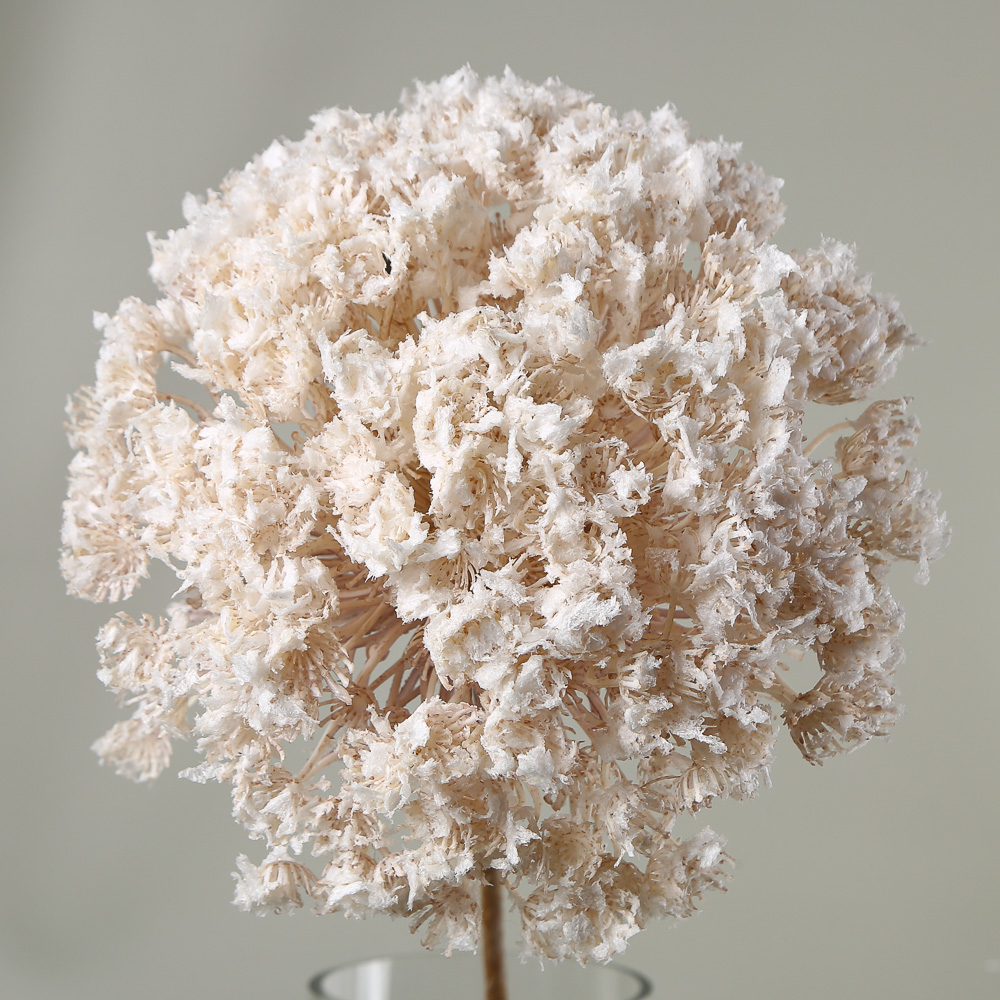 Premium Allium Stem Cream-White
