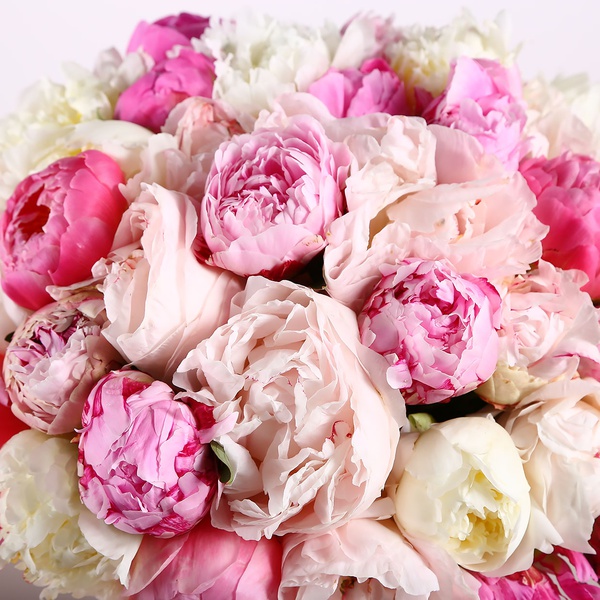 Bouquet of 51 peonies mix