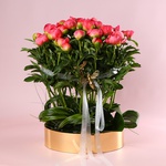 «Coral Summer» is a peony composition
