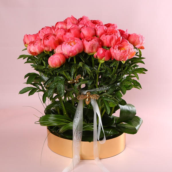 «Coral Summer» is a peony composition