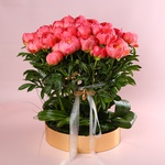 «Coral Summer» is a peony composition