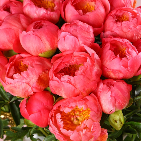 «Coral Summer» is a peony composition