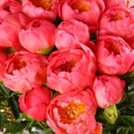 «Coral Summer» is a peony composition