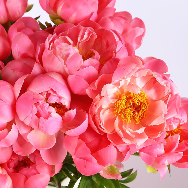 Bouquet of 35 coral peonies in a vase