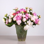 Bouquet of 51 delicate peonies in a vase