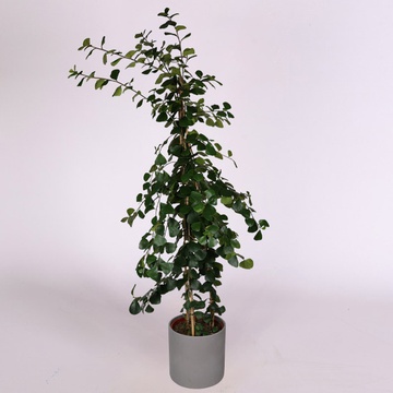 Фiкус Natalensis Trinova