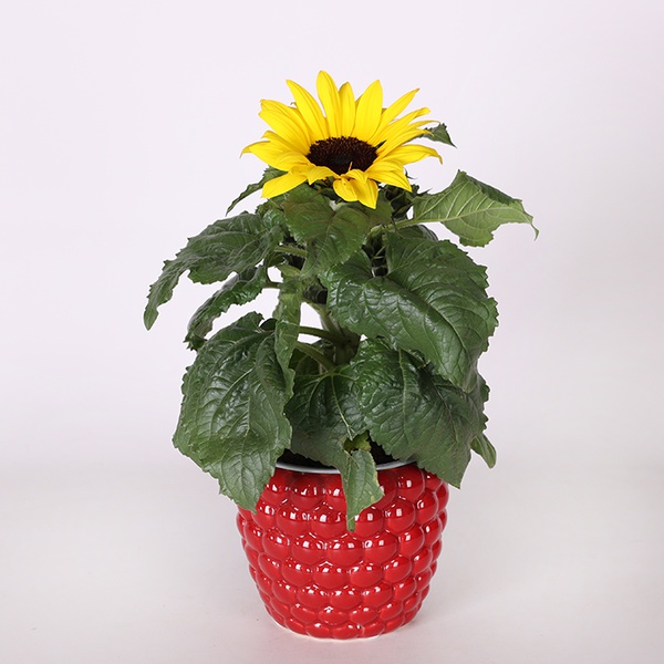 Decorative sunflower