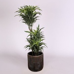 Dracaena variety Surprise
