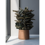 Ficus elastica